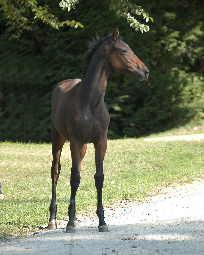 Bonutron Yearling